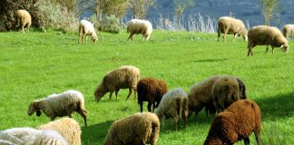 Τηλε-εκπαίδευση για πρόβατα, προϋπόθεση για ενίσχυση!