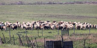 Στο χείλος της καταστροφής η κτηνοτροφία: Ακατανόητη η άρνηση της κυβέρνησης στον εμβολιασμό των ζώων – Χωρίς σχέδιο το υπουργείο