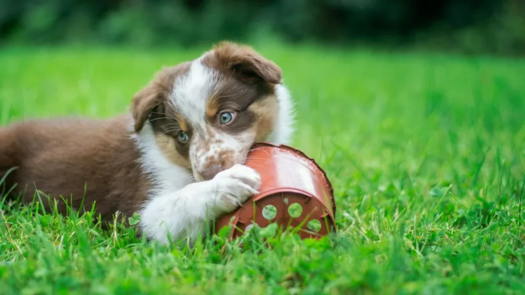 puppy_koutavi_dontia_unsplash
