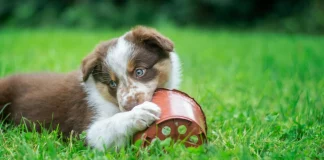 Το ΣτΕ επικύρωσε φυλάκιση 5 μηνών και πρόστιμο €270.000 σε συνταξιούχο που σκότωσε με τσάπα 8 κουτάβια