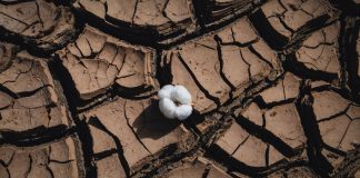 ΟΠΕΚΕΠΕ: Ασύλληπτη ιδέα από Κρητικούς – Πήραν επιδοτήσεις για βαμβάκι στο… Οροπέδιο Λασιθίου, ανάμεσά τους και ο δήμαρχος