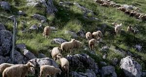 Μάχη με τον χρόνο για τον δεύτερο κύκλο διάδοσης της ευλογιάς στα αιγοπρόβατα – Γιατί δεν προκρίνεται ο εμβολιασμός