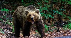 Καρπενήσι: Αρκούδα επιτέθηκε σε μελίσσια – Ανησυχία για κατοίκους και μελισσοκόμους