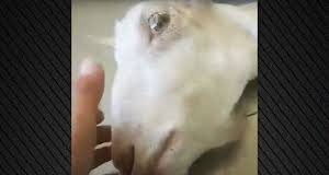 Φρίκη στην Ηλεία: Πέταξαν κοντά στο φράγμα του Αλφειού ζωντανή κατσίκα που είχε ακρωτηριαστεί λόγω παστουρώματος