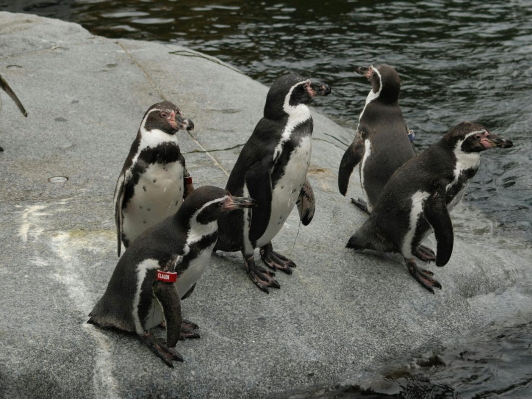 2901e939-pexels-olli-2154401627-34337992