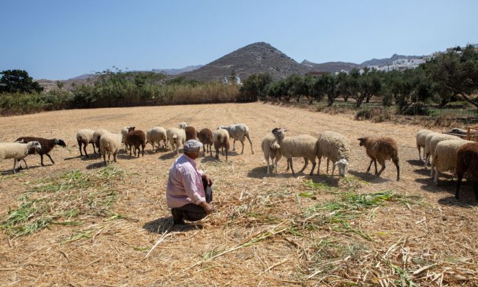 Η εισβολή του OLAF στον ΟΠΕΚΕΠΕ βάζει φωτιά στις αγροτικές πληρωμές – Στο «κόκκινο» οι αγρότες