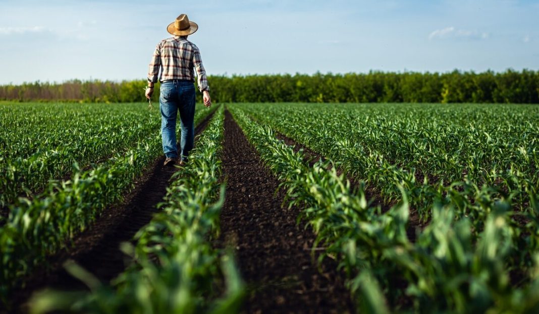 Rear,View,Of,Senior,Farmer,Walking,In,Corn,Field,Examining