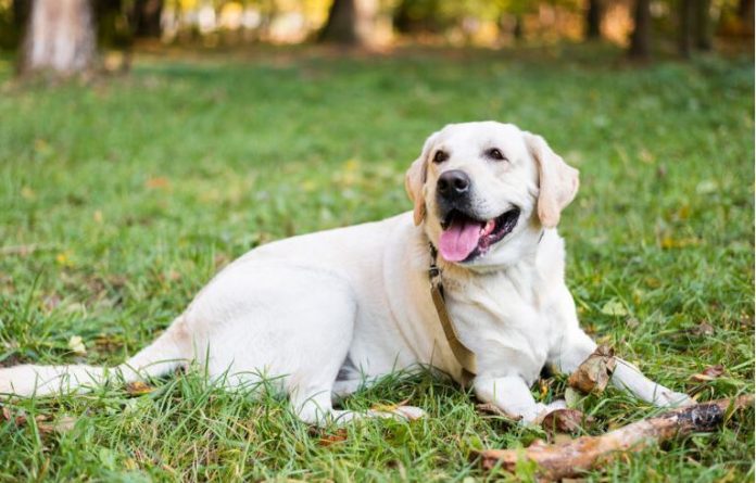 Βάναυση κακοποίηση σκύλου στη Ναύπακτο – Τον πυροβόλησαν στο πόδι
