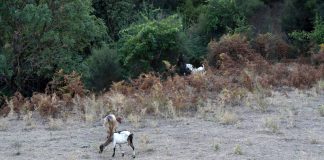 Κρήτη: Κτηνοτρόφος προπηλάκισε κλιμάκιο ελεγκτών του ΟΠΕΚΕΠΕ – «Πουτ…, θα σας διαλύσω»