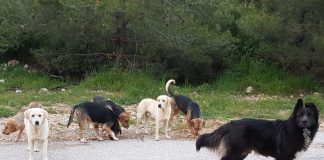 Θεσσαλονίκη: Αγέλη σκύλων σπέρνει τον τρόμο – Επιτέθηκαν σε 14χρονη