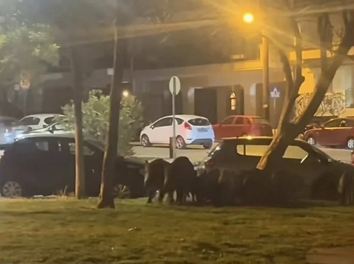 Θεσσαλονίκη: Νέα… απόβαση αγριογούρουνων σε κεντρικό δρόμο της Τούμπας – Δείτε βίντεο
