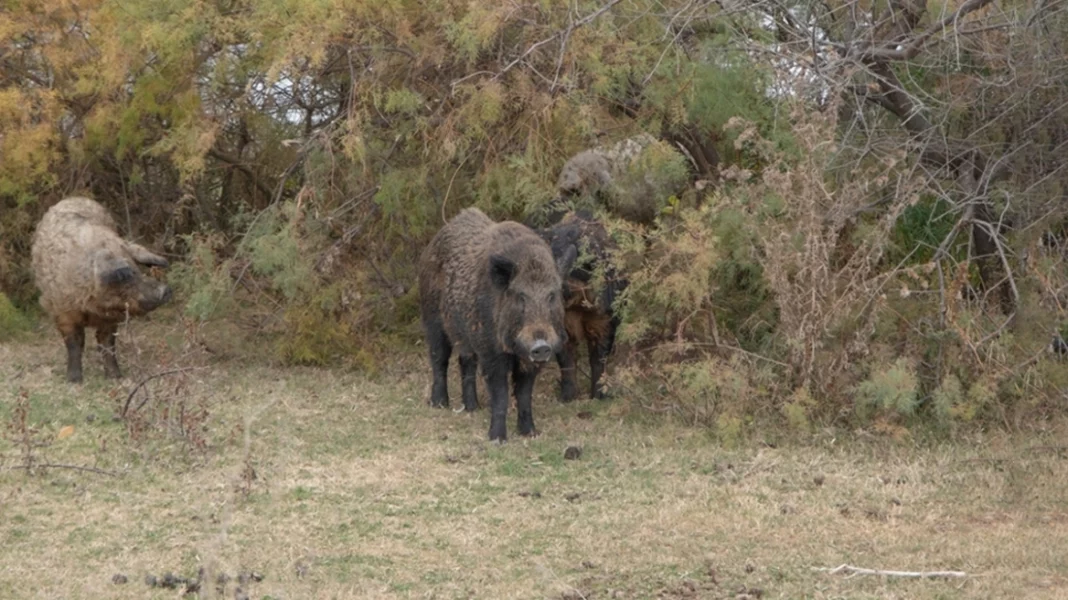 agriogoyroyna_maketa