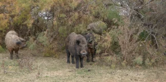 «Έπαθε εμπλοκή το όπλο μου» – Ο κυνηγός που έκανε 60 ράμματα από επίθεση αγριογούρουνου 180 κιλών στα Γρεβενά εξιστορεί την επίθεση