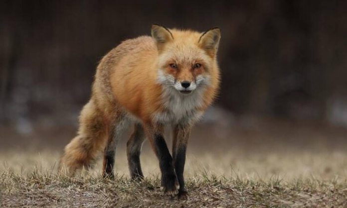 Πετρούπολη: Αλεπού αποπειράθηκε να κλέψει τσάντα με κρουασάν