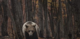 Απίστευτο βίντεο: Η στιγμή που αρκούδα στη Φθιώτιδα επιτίθεται σε μελίσσια και αρπάζει τις κυψέλες κοντά σε χωριό