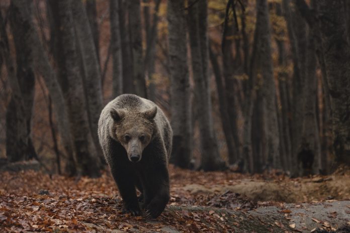 Απίστευτο βίντεο: Η στιγμή που αρκούδα στη Φθιώτιδα επιτίθεται σε μελίσσια και αρπάζει τις κυψέλες κοντά σε χωριό