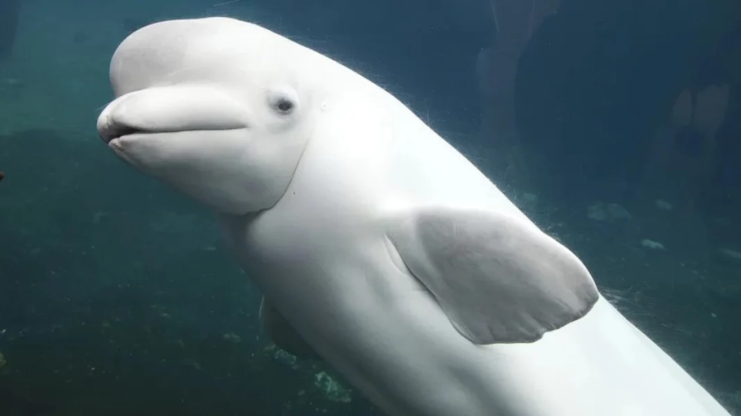 beluga