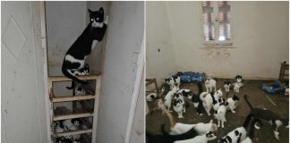 Πάτρα: Κλεισμένες σε παντελώς ακατάλληλο χώρο 28 γάτες – Με ελάχιστο νερό και τροφή, έκκληση για υιοθεσίες