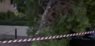 Πτώση δέντρου στο κέντρο της Αθήνας – Ένας τραυματίας