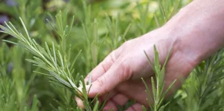 Θεσσαλονίκη: Απίστευτη περιπέτεια για συνταξιούχο – Τον συνέλαβαν για ένα κλαράκι δενδρολίβανο