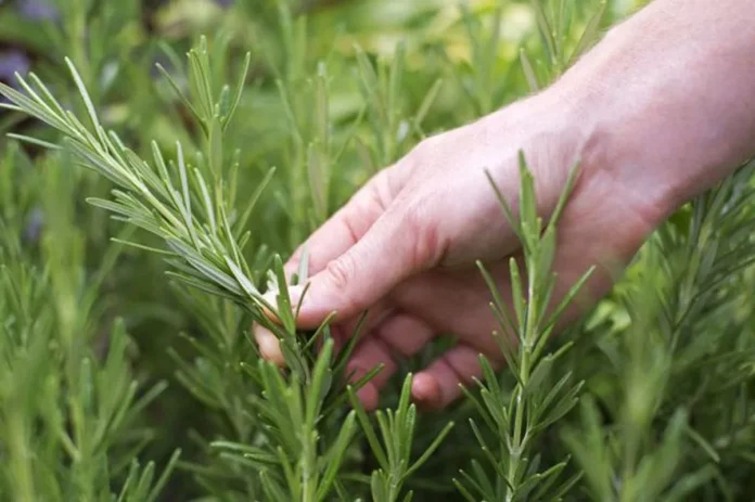 Θεσσαλονίκη: Απίστευτη περιπέτεια για συνταξιούχο – Τον συνέλαβαν για ένα κλαράκι δενδρολίβανο