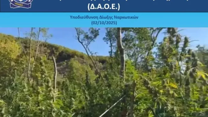 Αλβανοί περνούσαν τα σύνορα στο Πωγώνι και καλλιεργούσαν 1650 δενδρύλλια κάνναβης – Δείτε βίντεο