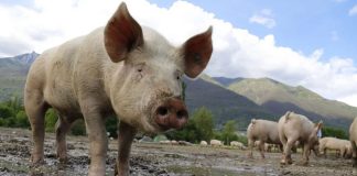 Η πρώτη μεταμόσχευση ήπατος από χοίρο σε άνθρωπο – Ο ασθενής επέζησε για 171 ημέρες