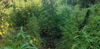 Ηράκλειο: Εντοπίστηκε φυτεία γίγας με 1.157 δενδρύλλια κάνναβης – Συνελήφθησαν δυο άτομα