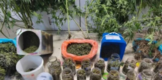 Πέλλα: Συνελήφθη άνδρας για καλλιέργεια και κατοχή μεγάλων ποσοτήτων κάνναβης