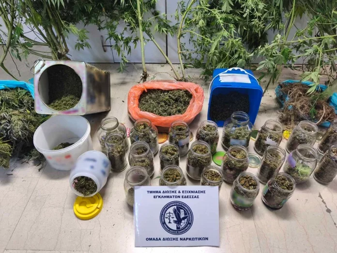 Πέλλα: Συνελήφθη άνδρας για καλλιέργεια και κατοχή μεγάλων ποσοτήτων κάνναβης