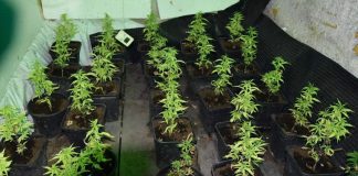 Μεσσηνία: Εντοπίστηκε εργαστήριο καλλιέργειας με 67 φυτά κάνναβης – Μία σύλληψη – (ΦΩΤΟ)