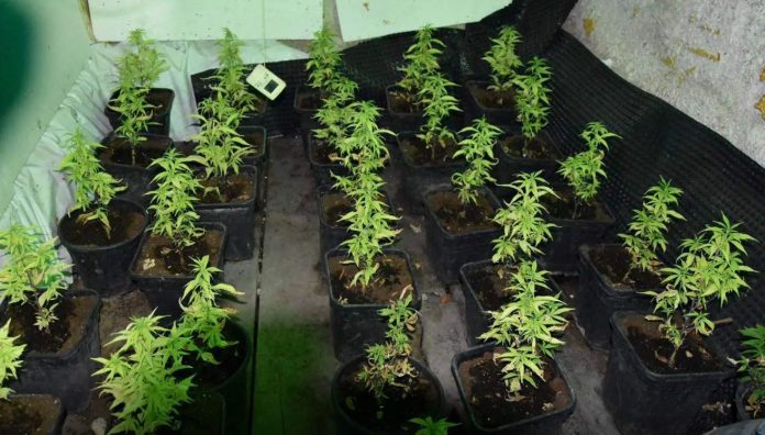 Μεσσηνία: Εντοπίστηκε εργαστήριο καλλιέργειας με 67 φυτά κάνναβης – Μία σύλληψη – (ΦΩΤΟ)