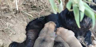 Σοκ στη Λαμία: Λιθοβόλησαν και έσερναν κουτάβια από το λαιμό με μεσινέζα