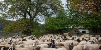Ευλογιά αιγοπροβάτων: Τα εμβόλια που διατίθενται στο Βέλγιο δεν απαγορεύονται στην ΕΕ