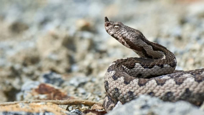 Οχιά δάγκωσε ποδοσφαιριστή στη Λαμία – Διακομίστηκε στο νοσοκομείο