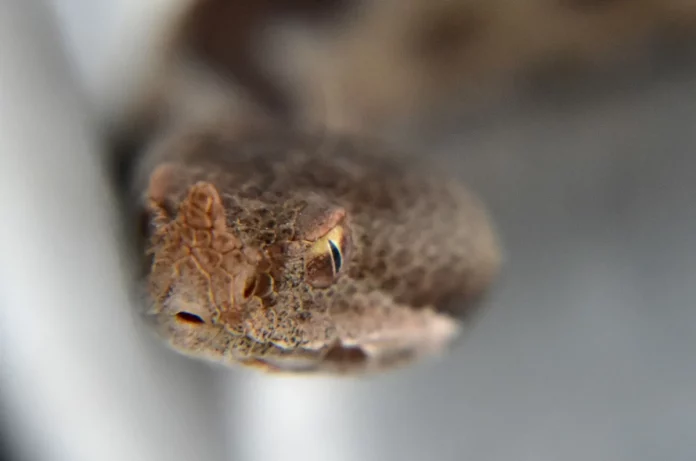 Οχιά δάγκωσε 60χρονο αγρότη στη Νότια Εύβοια – Γλίτωσε χάρη στην άμεση αντίδρασή του