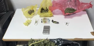 Πέλλα: Χειροπέδες σε δύο αδέρφια για καλλιέργεια κάνναβης – Κατασχέθηκαν 32 δενδρύλλια