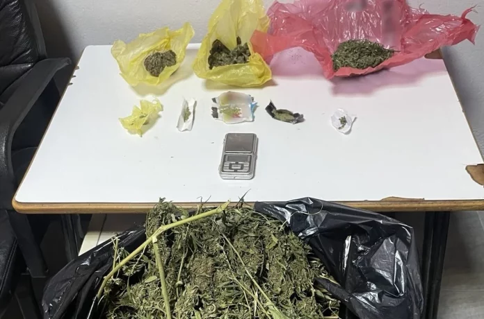 Πέλλα: Χειροπέδες σε δύο αδέρφια για καλλιέργεια κάνναβης – Κατασχέθηκαν 32 δενδρύλλια