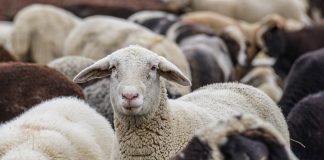 Περισσότερα από 20.000 ζώα θανατώθηκαν λόγω της ευλογιάς στις Σέρρες