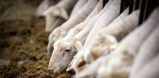 Ευλογιά προβάτων: Σε κλοιό κρίσης η κτηνοτροφία – Πόσο κόστισε