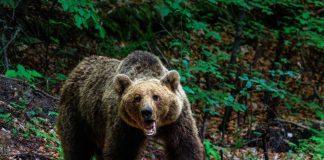 Ιαπωνία: Δύο νεκροί από επιθέσεις που αποδίδονται σε αρκούδες