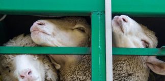 Οι καταγγελίες για παράνομους εμβολιασμούς, το ανεφάρμοστο lockdown και το στοίχημα του φετινού χειμώνα