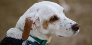 Κτηνωδία στην Ηλεία: Καταγγελία για βασανισμό και σεξουαλική κακοποίηση σκύλου στο Επιτάλιο