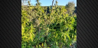 Αστυνομικοί εντόπισαν φυτεία 1.650 δενδρυλλίων κάνναβης σε δύσβατη περιοχή των Ιωαννίνων – Δείτε βίντεο και φωτογραφίες
