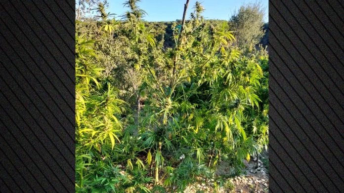 Αστυνομικοί εντόπισαν φυτεία 1.650 δενδρυλλίων κάνναβης σε δύσβατη περιοχή των Ιωαννίνων – Δείτε βίντεο και φωτογραφίες