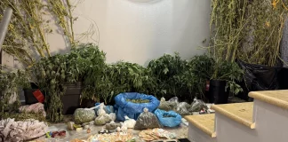 Τρία πλήρως εξοπλισμένα εργαστήρια κάνναβης εντόπισε η Αστυνομία στην Τροιζηνία – Επτά συλλήψεις