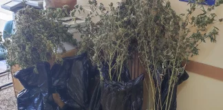 Πειραιάς: Εντοπίστηκε πλήρως εξοπλισμένο εργαστήριο κάνναβης – Δύο συλλήψεις