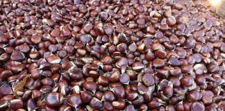 Μελάνωση και ανομβρία σκοτώνουν την παραγωγή κάστανου στο Πήλιο μετά τον Daniel