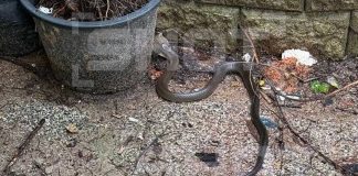 Tαϊλάνδη: Βασιλική κόμπρα τρομοκρατεί τουρίστες ξενοδοχείου στο Πουκέτ