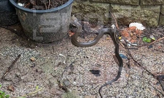 Tαϊλάνδη: Βασιλική κόμπρα τρομοκρατεί τουρίστες ξενοδοχείου στο Πουκέτ